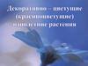Декоративно-цветущие (красивоцветущие) однолетние растения