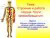 Строение и работа сердца. Круги кровообращения
