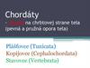 Chordáty - chorda na chrbtovej strane tela (pevná a pružná opora tela)
