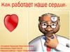 Как работает наше сердце?