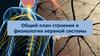 Общий план строения и физиология нервной системы