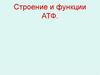 Строение и функции АТФ