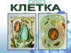 Общее строение клетки