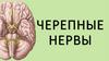 Черепные нервы. Обонятельные нервы