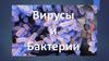 Бактерии и вирусы  (6 занятие)