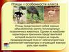 Птицы - особенности класса