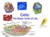 Cells: The Basic Units of Life