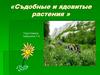 Съедобные и ядовитые растения
