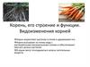 Корень, его строение и функции. Видоизменения корней