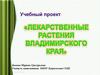 Лекарственные растения Владимирского края