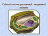 Спільні ознаки рослинної і тваринної клітини