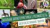 Загальна характеристика і розмаїтість багатоклітинних тварин