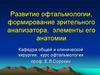 Развитие офтальмологии, формирование зрительного анализатора, элементы его анатомии