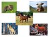 Животные. Картинки