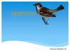 Sparrow