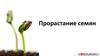 Прорастание семян