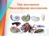 Моллюски, их многообразие