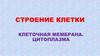 Строение клетки. Клеточная мембрана. Цитоплазма