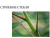 Строение стебля