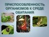 Приспособленность организмов к среде обитания. Соответствие внешнего и внутреннего строения
