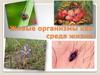 Живые организмы как среда жизни