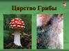 Царство Грибы. Строение клетки грибов