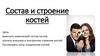 Состав и строение костей