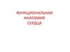 Функциональная анатомия сердца