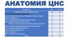 Анатомия ЦНС