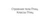 Класс Птицы. Строения тела птиц