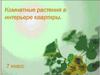 Комнатные растения в интерьере квартиры. 7 класс