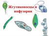 Жгутиконосцы и инфузории