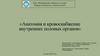 Анатомия и кровоснабжение внутренних половых органов