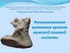 Функциональная анатомия органов мужской половой системы
