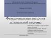 Функциональная анатомия дыхательной системы. Контрольная работа