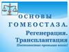 Основы гомеостаза. Регенерация. Трансплантация