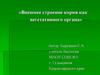 Внешнее строение корня как вегетативного органа