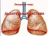Дыхательная система