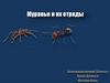 Муравьи и их отряды