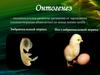 Онтогенез. Эмбриогенез