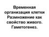 Временная организация клетки. Размножение как свойство живого. Гаметогенез