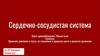 Сердечно-сосудистая система. Круги кровообращения. Общий план строения