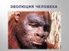 Эволюция человека