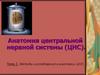 Методы исследования в анатомии ЦНС  (тема 2)