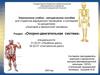 Опорно-двигательная система