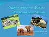 Удивительные факты из жизни животных