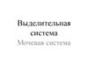 Выделительная система. Мочевая система