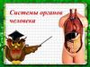 Системы органов человека. Скелетная система