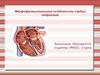Морфофункциональные особенности сердца подростка