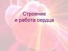 Строение и работа сердца